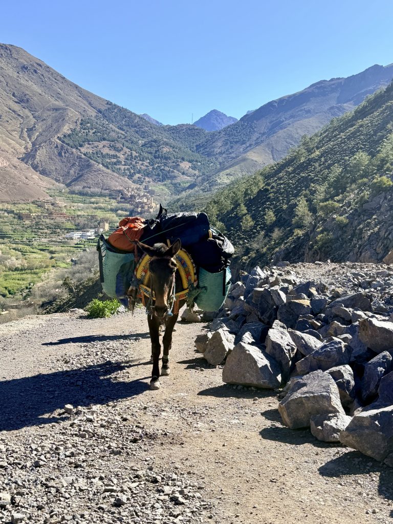 mule carrying bags on toubkal